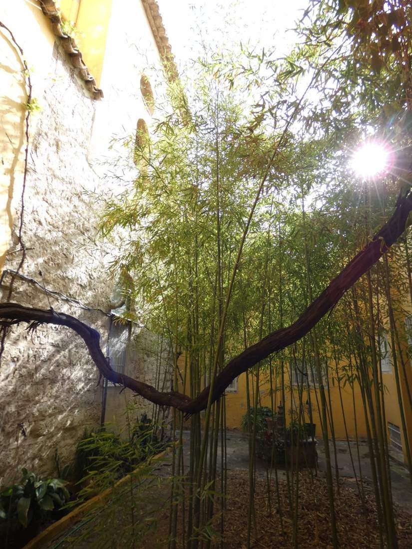 Vanguardia y sosiego entre muros: los patios del Palacio de los Cobaleda Nicuesa